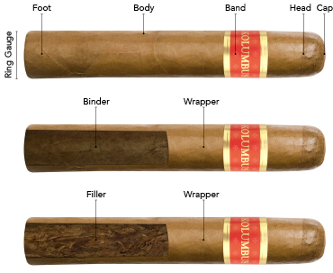 cigar anatomy